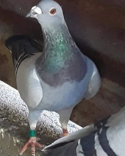 Las Palomas arribaron desde Montevideo