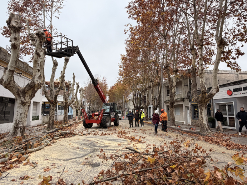 Poda en Colonia del Sacramento